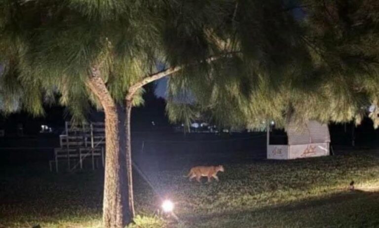 NUEVO AVISTAMIENTO DE PUMA EN UN BARRIO CERRADO DE PILAR